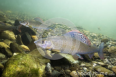 Grayling Thymallus thymallus underwater photography Stock Photo
