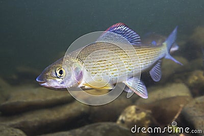 Grayling Thymallus thymallus underwater photography Stock Photo