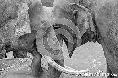 Grayscale closeup shot of elephants eating dry grasses Stock Photo
