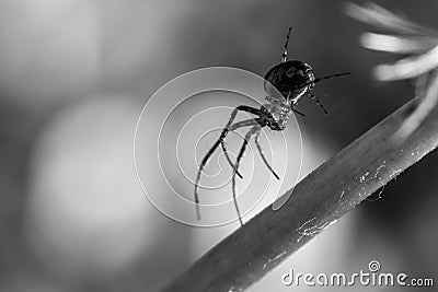 Grayscale closeup shot of a Pholcidae spider on the flower stem Stock Photo
