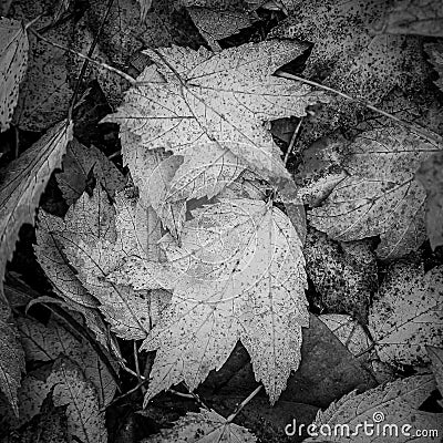 Grayscale closeup shot of a pile of autumn leaves Stock Photo