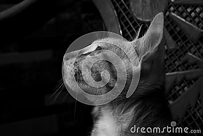 Grayscale shot of Brazilian shorthair cat Stock Photo