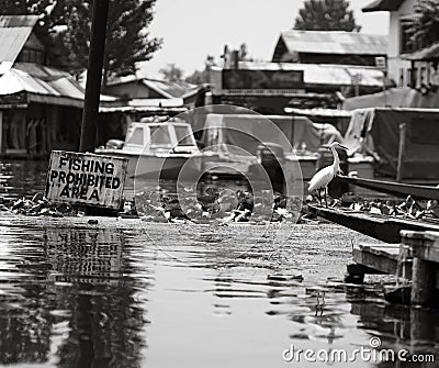 Grayscale shot of an egret perched on a boat near a sign saying: Fishing prohibited area. Stock Photo