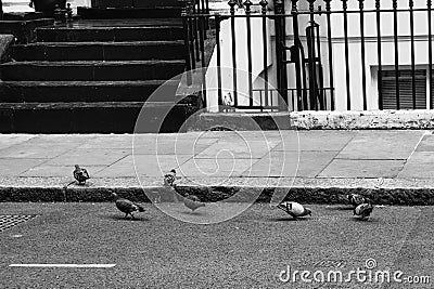 Grayscale shot of a flock of pigeons on a road Stock Photo