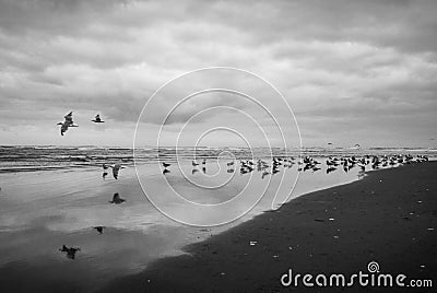 Grayscale shot of a flok of birds on the beach under dark clouds Stock Photo