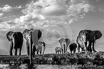 Grayscale shot of a group of elephants on a safari field Stock Photo