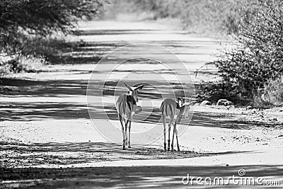 Grayscale shot of a pair of small deer walking on a park trail Stock Photo