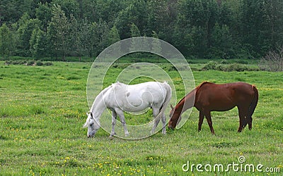 Grazing Stock Photo