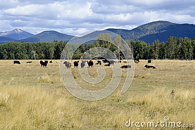 Grazing Beef Steers in Oregon Stock Photo