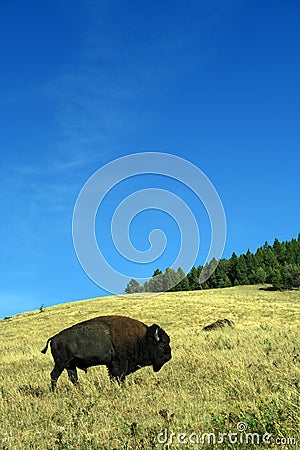 Grazing Buffalo Stock Photo