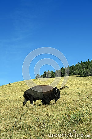 Grazing Buffalo Stock Photo