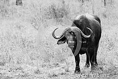 Grazing buffalo in dry grassland Stock Photo