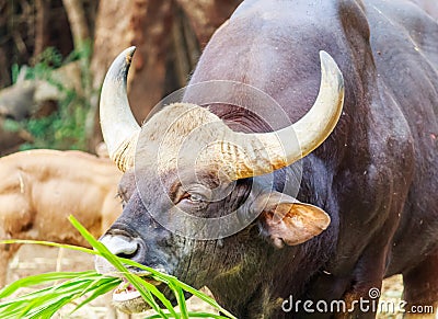 Grazing buffalo Stock Photo