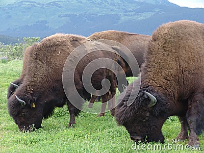 Grazing buffalo herd