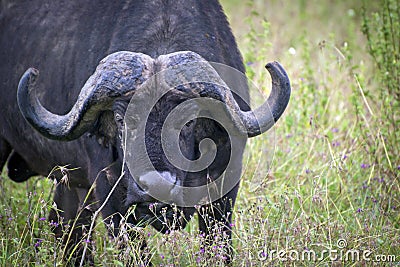 Grazing buffalo in Lake Nakuru National Park Stock Photo