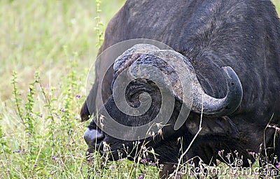 Grazing buffalo in Lake Nakuru National Park Stock Photo