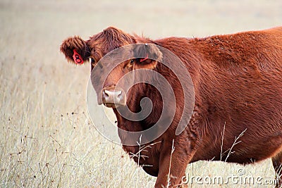 Grazing calf Stock Photo