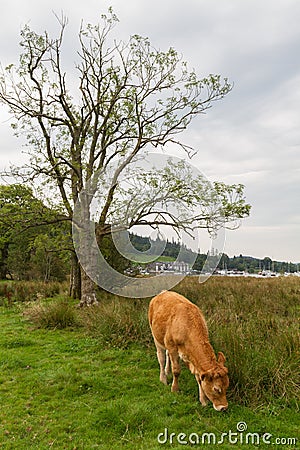 Grazing Calf in Ambleside countryside, Cumbria, UK Stock Photo