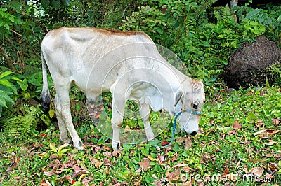 Grazing calf. Asian cow. Stock Photo