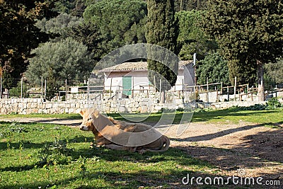 Grazing calf in Italy Stock Photo