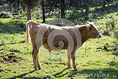 Grazing calf in Italy Stock Photo