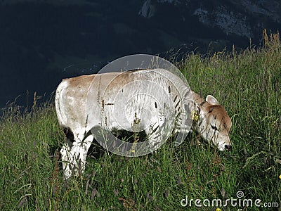 Grazing calf Stock Photo