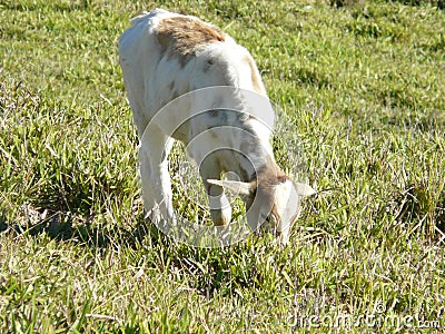 Grazing calf pasting in a bright sunny day Stock Photo