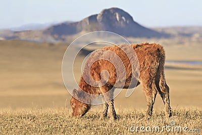 Grazing calf in a prairie, Inner Mongolia, Hebei, Mulan Weichang, China Stock Photo