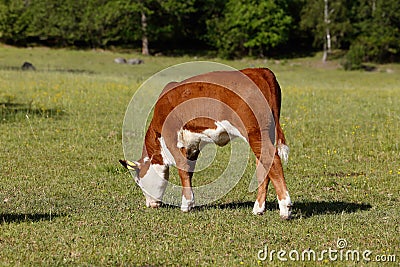 Grazing calf Stock Photo