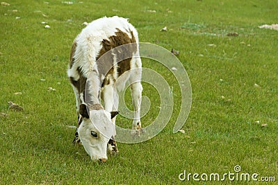 Grazing calf Stock Photo