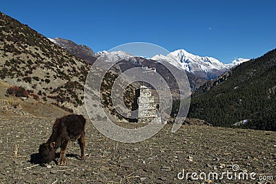 Grazing calf and snow capped Pisang Peak Stock Photo