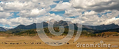 Grazing cattle on the Colorado Mountain range. Stock Photo