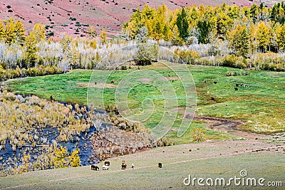 Grazing cattle, horses and cows in the valley of the Kyzylshin river Stock Photo