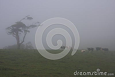 Grazing Cattle in Mist Stock Photo