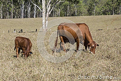 Grazing Cow and Calf Stock Photo