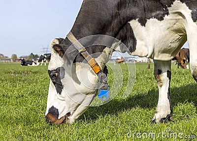 Grazing cow, eating blades of grass, black and white, in a green pasture, close up of a head down Stock Photo