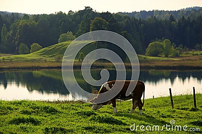 Grazing Cow in idyllic landscape Stock Photo