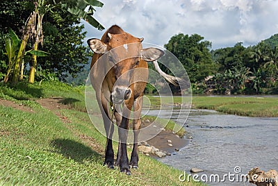 Grazing cow near tropical river Stock Photo
