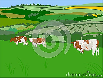 Grazing Cows Stock Photo