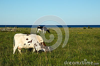 Grazing cows in a coastal pasture land Stock Photo