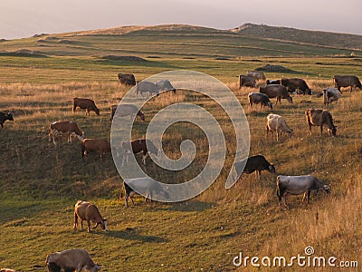 Grazing cows Stock Photo