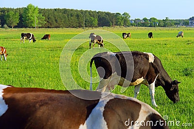 Grazing cows on spring field Stock Photo