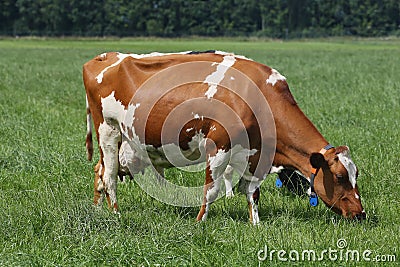 Grazing dairy cows Stock Photo