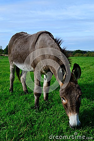 Grazing donkey Stock Photo