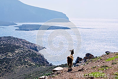 Grazing Goats On The Island Of Leros, Greece, Europe Stock Photo