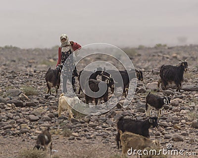 Grazing goats Editorial Stock Photo