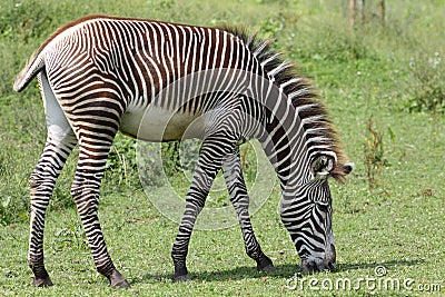 Grazing Grevy's zebra Stock Photo