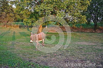 Grazing Donkey Stock Photo