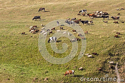 Grazing herd of cows and sheep Stock Photo