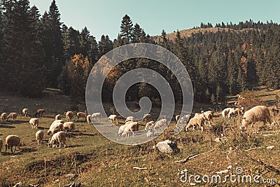 Grazing herd of sheep at hill of Boge of Rogove. Kosovo Stock Photo